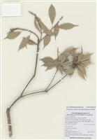 藏品(油葉石櫟)的圖片